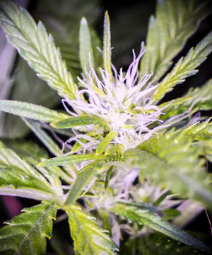 Развитие конопли на второй неделе цветения Вторая неделя стадии цветения