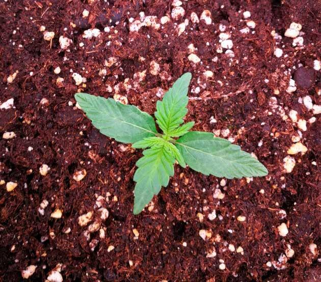 Ранняя стадия роста конопли Первая неделя роста конопли