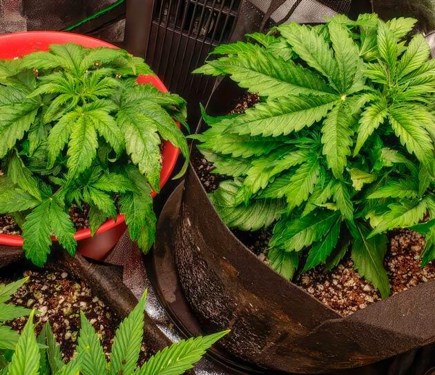 Проведение LST-тренировки и удобрения для каннабиса Кусты Northern Lights 10 of 10 на стадии вегетации