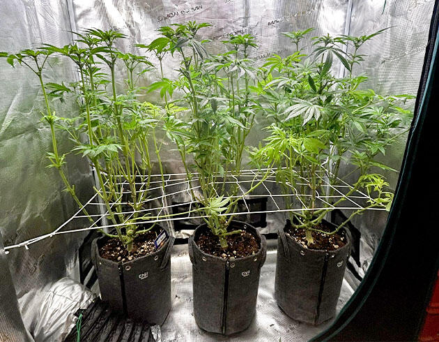 Кусты ростом 80 сантиметров Кусты RS11 x Banana OG на фазе цветения