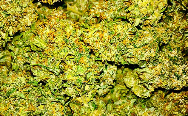 Сбор урожая конопли Собранные шишки конопли