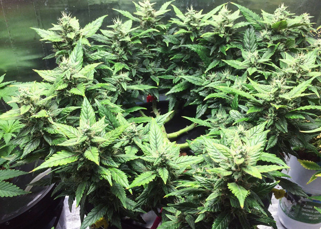 Появление хвойного запаха на 12 неделе Формирование соцветий на 13 неделе