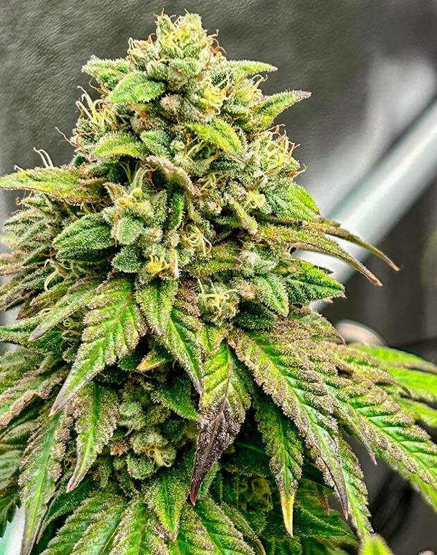 Промывка марихуаны Финальная подготовка конопли к сбору урожая