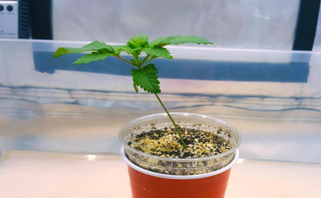 Росток 10 см Не ровный стебель у ростка