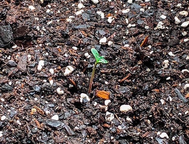 Проращивание марихуаны Росток сорта Jack Herer