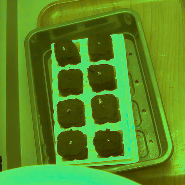 Проращивание семян конопли Проращивание сорта Bruce Banner #3 от Herbies Seeds