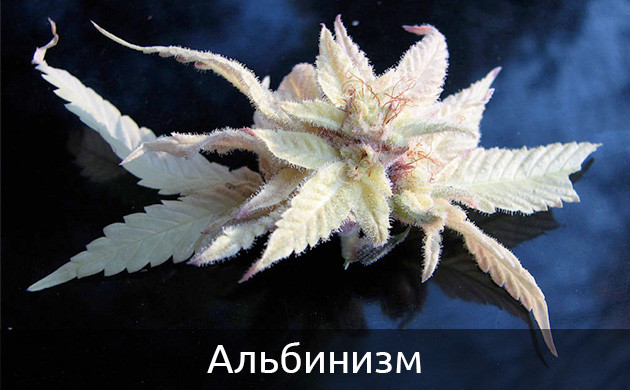 Альбинизм каннабиса Каннабис белого цвета