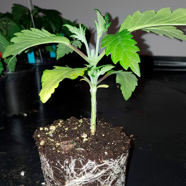 Пересадка растения Куст перед пересадкой