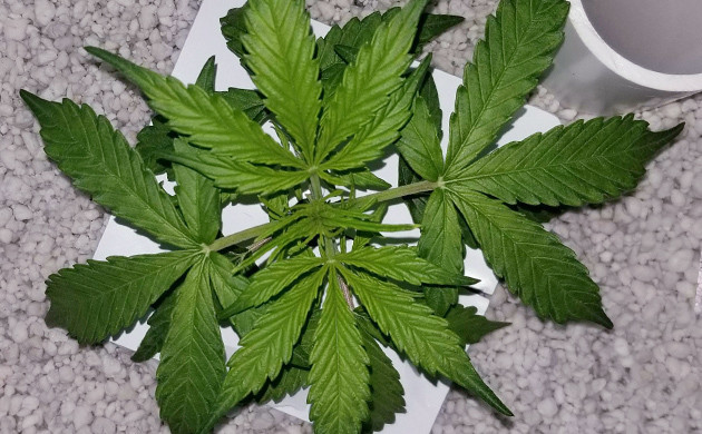 Процесс вегетации конопли Стадия вегетации конопли