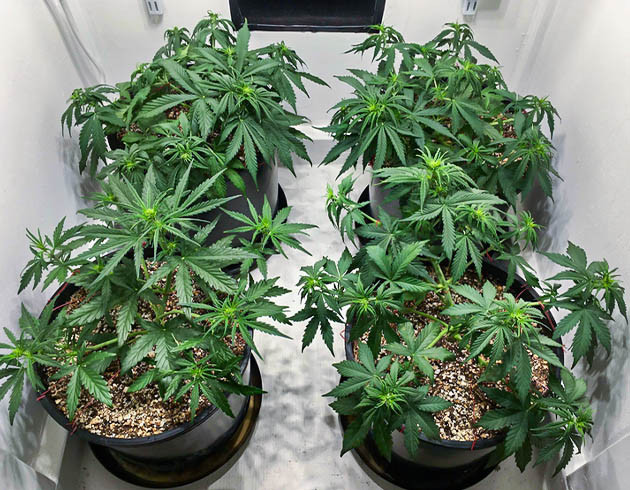 Начало цветения на 4 неделе Появление точек роста шишек