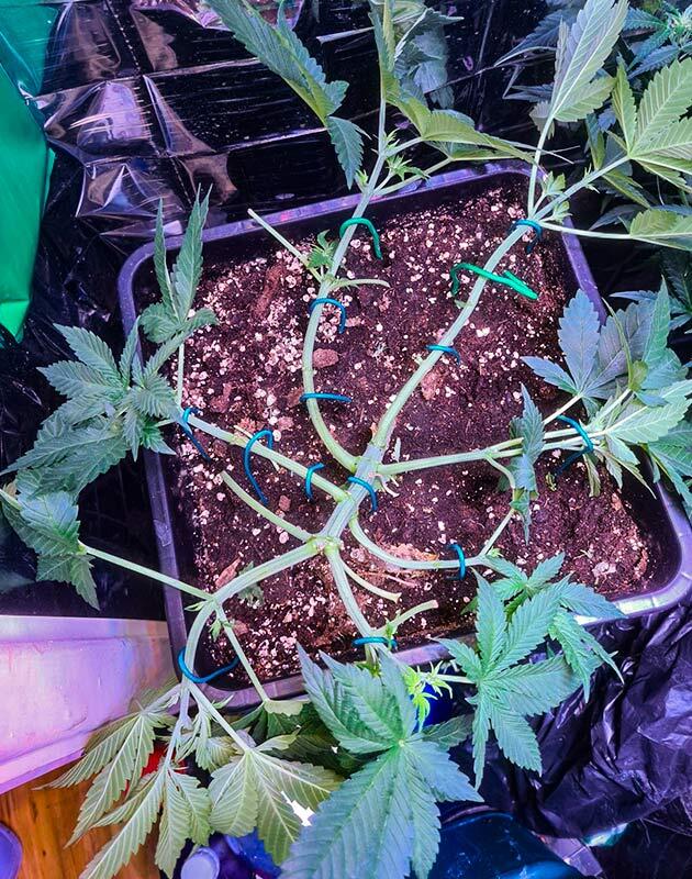 Активная вегетация и формирование кроны каннабиса LST конопли