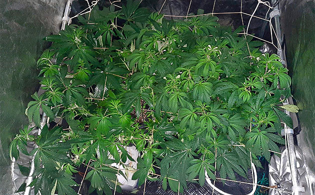 выращивание сорта конопли Jack 47 Стимуляция роста куста Jack 47