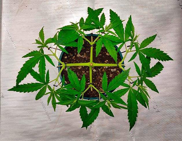 Развитие куста и состав удобрений Куст Godzilla Original Glue GG#4 на 5-6 неделе выращивания