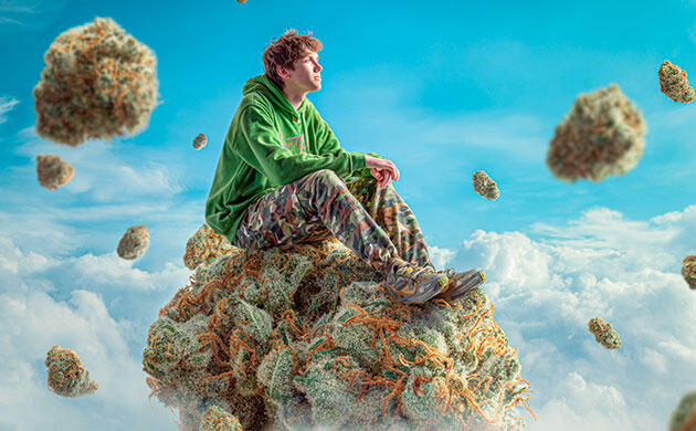 Mimosa – бодрящий и расслабляющий эффект с высокой урожайностью Mimosa – легендарный сорт с фруктовым вкусом и цитрусовым ароматом