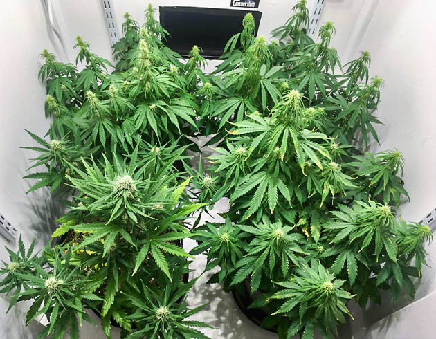 Цветение на 6 неделе выращивания Бутоны с белыми стигмами на кустах конопли