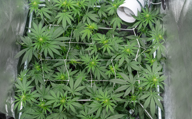 Применение техники ScrOG на 45 день выращивания Конопля сорта Delicious Candy Early Version fem под сеткой