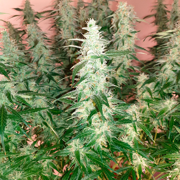 Появление мутных трихом Шишки с оранжевыми волосками