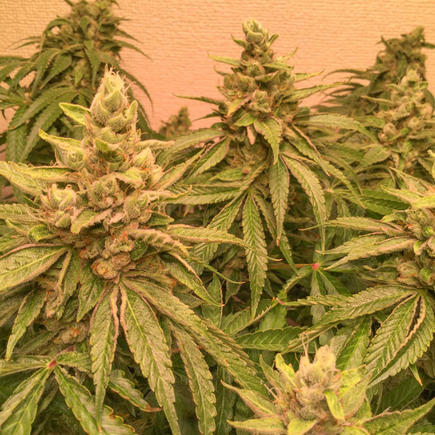 Финал цветения: Blueberry Headband готов к харвесту Последние дни перед сбором урожая