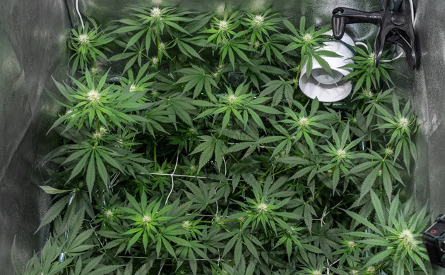 Куст Delicious Candy Early Version fem активно наращивает цветы Цветение марихуаны Delicious Candy Early Version fem