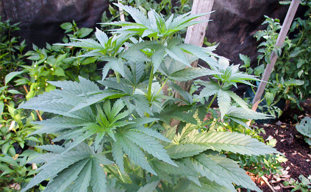 Появление ощутимого запаха Куст ростом 70 см