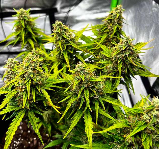 Сильный запах марихуаны Куст Gelato на 8 неделе выращивания