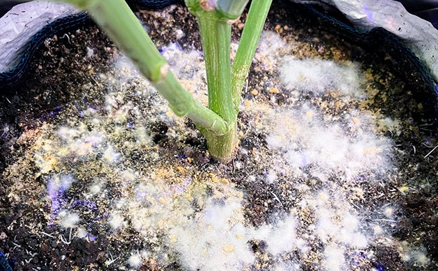 Бактерии — серьезная угроза для здоровья человека Бактерии каннабиса