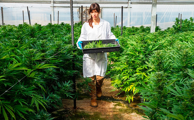 Выращивание медицинской конопли в Израиле Израильские канна-фермы