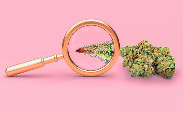 Как определить о загрязнении конопли по структуре Структура марихуаны