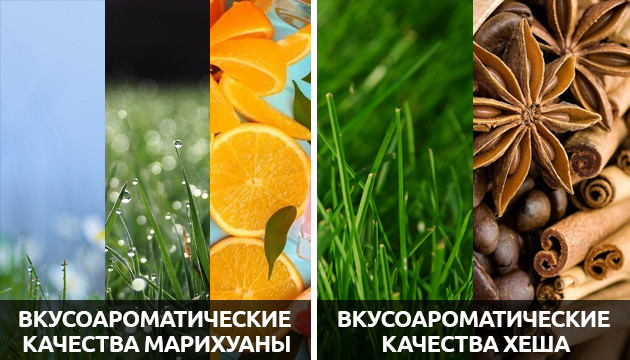 Отличия во вкусе и аромате Вкус и аромат хеша и марихуаны