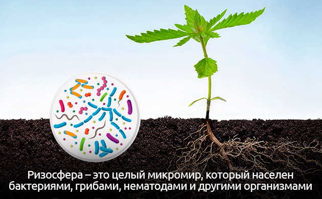 Ризосфера: микромир под поверхностью Биоразнообразие корневой зоны каннабиса