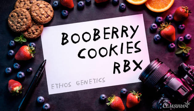 Гроурепорт сорта Booberry Cookies RBX от сидбанка Ethos Genetics