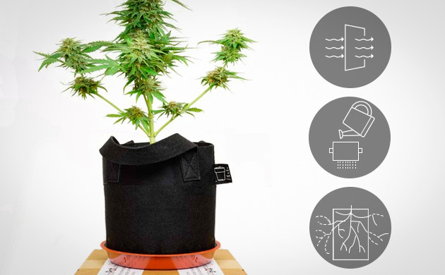 Особенности выращивания в текстильных горшках Преимущества текстильных горшков