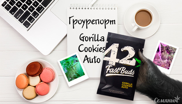 Выращивание сорта Gorilla Cookies Auto Гроурепорт сорта марихуаны Gorilla Cookies Auto