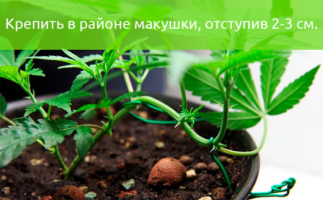 Подвязка стебля около макушки Крепление в районе макушки