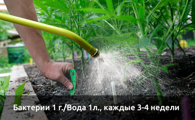 Процесс заселения почвы Подготовка почвы с ризобактериями