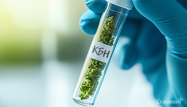 Каннабинол и его потенциал Каннабинол и его применение