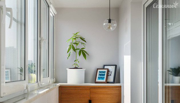 Мощные сорта марихуаны для балкона Сорта для балкона