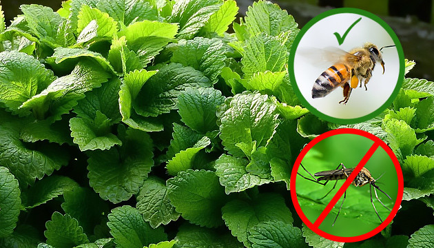 Польза посадки мелиссы Мелисса привлекает насекомых опылителей