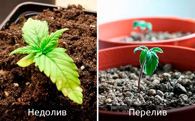 Опадение саженцев от пере-/недолива Излишний полив саженцев конопли