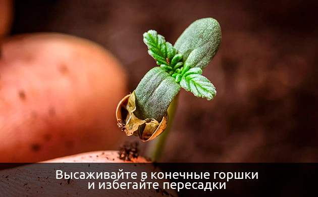 Проблемы при пересадке автоцветущих сортов Низкий урожай автоцветов из-за неправильной пересадки