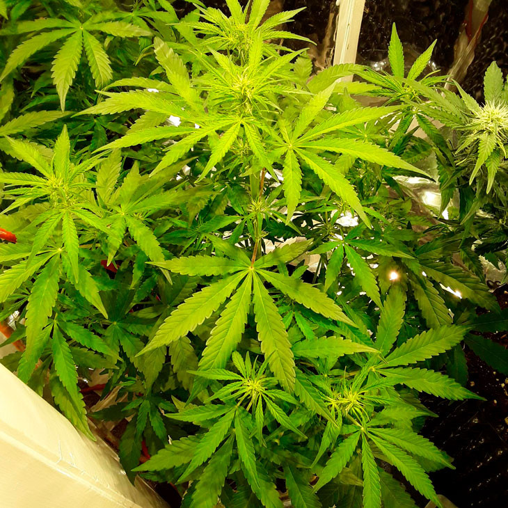 Начало стадии цветения Начало цветения Auto New York City