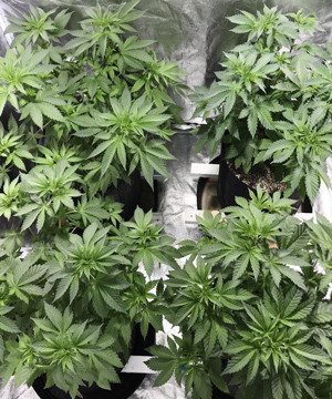 Шестая неделя вегетации Фото LSD вид сверху