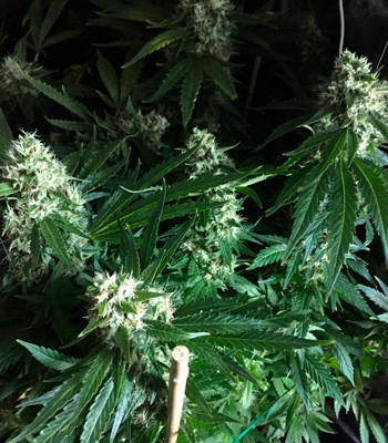 Появление аромата на 11 неделе выращивания 4 неделя цветения марихуаны LSD