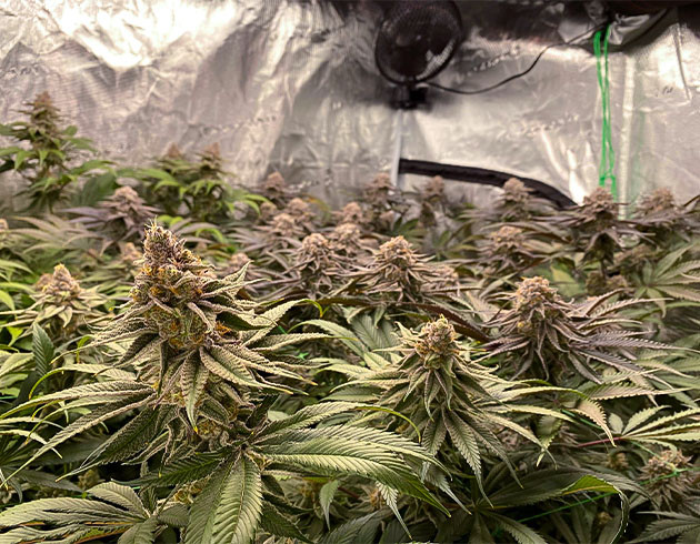 подготовка к харвесту King's Juice Приобретение фиолетового оттенка