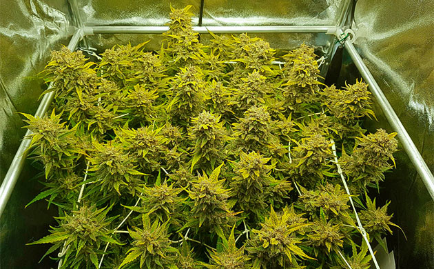 Харвест конопли на 14 неделе Растение марихуаны перед сбором урожая