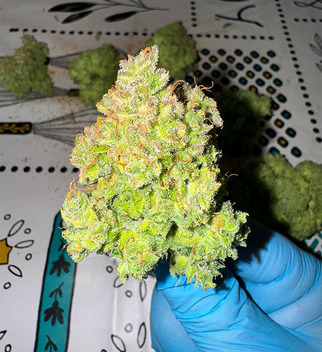 Сбор урожая и впечатления от грова Харвест