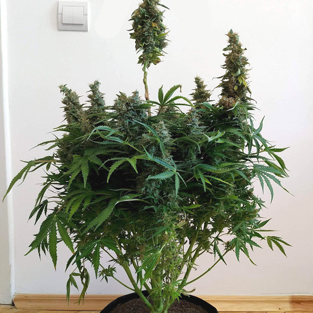Харвест марихуаны Куст конопли перед харвестом