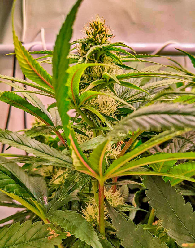 Добавление ферментов для конопли и смена воды в баке Куст Bruce Banner #3 от Herbies Seeds на 11 неделе