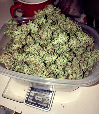 Сбор урожая Урожай шишек на весах