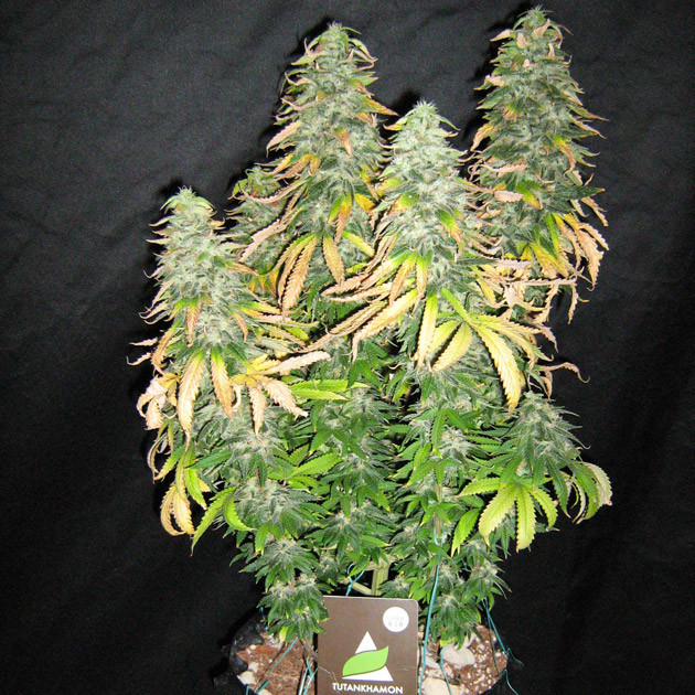 Харвест на 15 неделе Куст перед харвестом